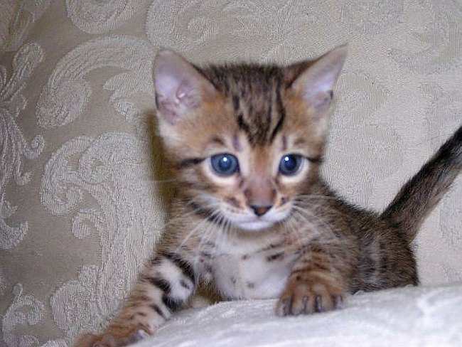 Lancelot 6 & half wks